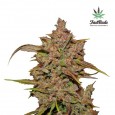 Crystal Meth Auto - FastBuds
